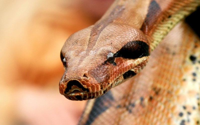 python, reptiles, snake, animals, 720P