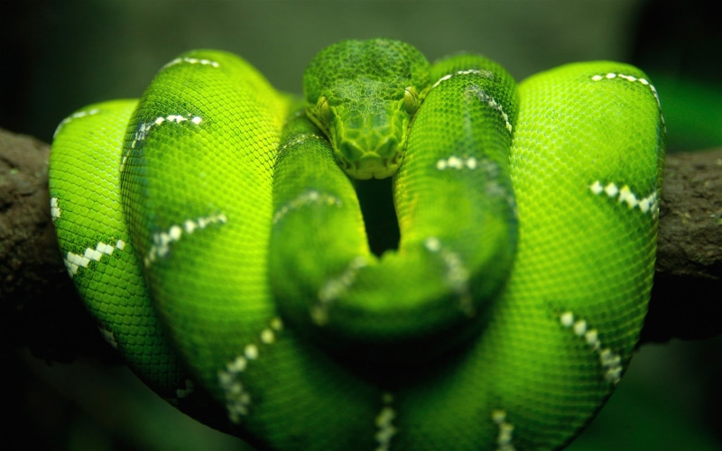 Python snake, Green snake, 2K
