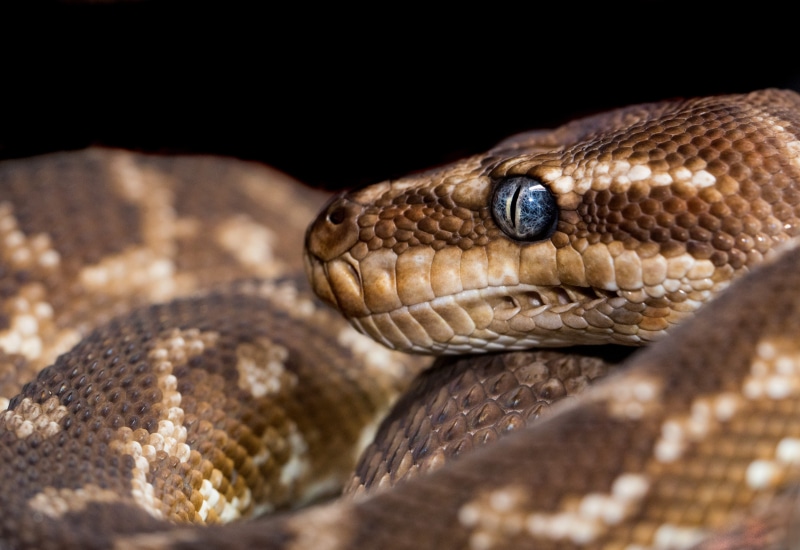 roughy, one animal, rock python, animal themes, no people, australia, blue eye, studio shot, python, snake, python eye, reptile, animal, 4K, animal head
