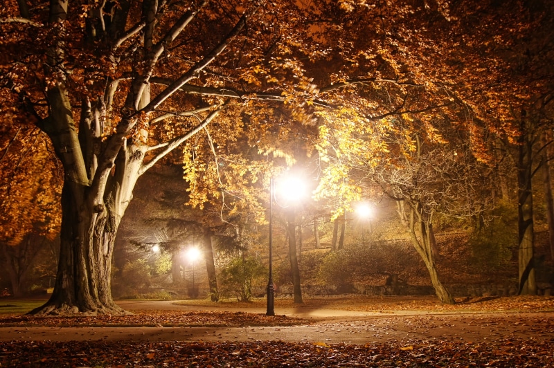 8K, green Color, plant, tree trunk, sunlight, lantern, orange Color, bright, outdoors, forest, yellow, fog, change, lamp, street light, backgrounds, tranquility