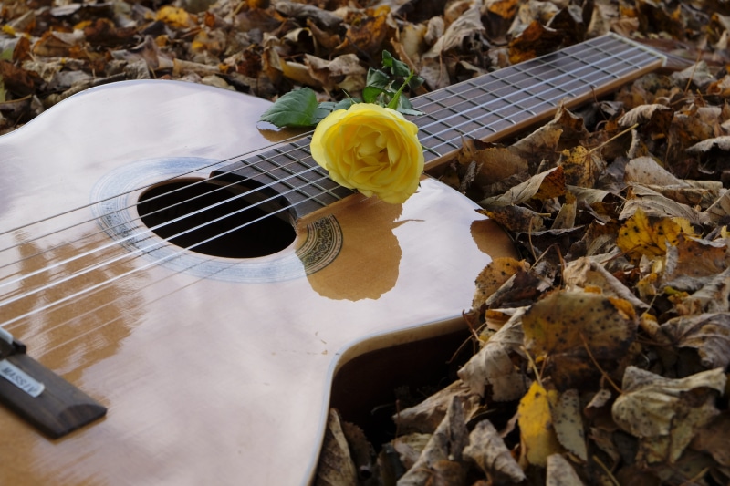 acoustic guitar, guitar, string, brown, outdoors, plant, rose, no people, bloom, flower, 5K, autumn, top, leaves, arts culture and entertainment, close-up