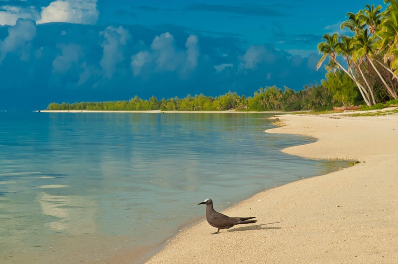 palm-trees, lagoon, beach, 4K, south-pacific, pacific, tropical, exotic, polynesia, south, bird, island, ocean, aitutaki, islands