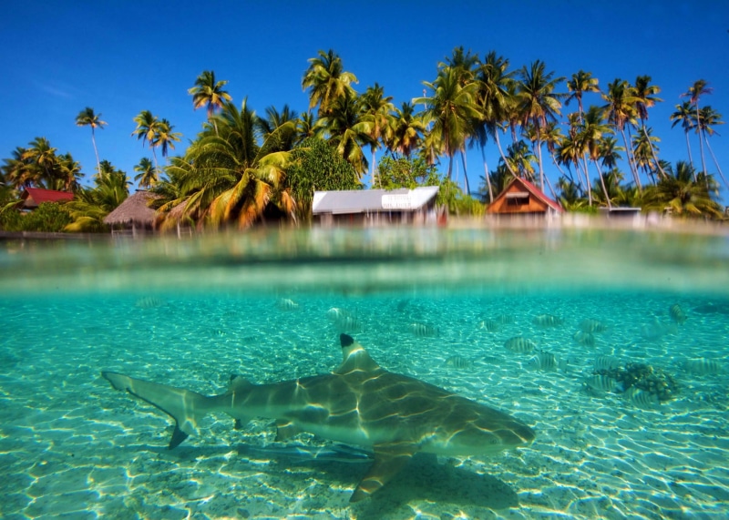 reef, underwater, 2K, island, tropical, paradise, snork, blue, polynesia, south-pacific, fish, shark, lagoon, south, pacific, marine