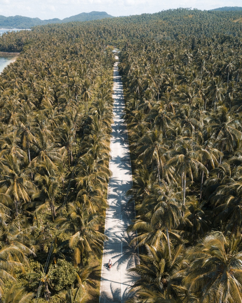 daytime, shadow, palm, blue, sky, photography, green Color, freshness, island, siargao, sunlight, backgrounds, bike, scenics, jungle, coconut tree, growth
