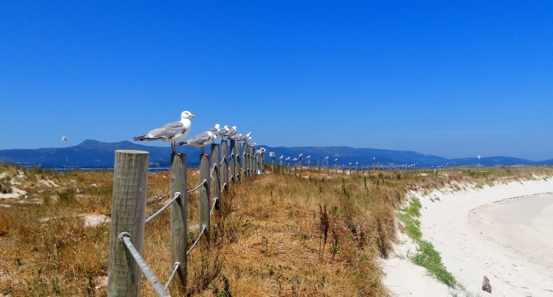 tranquility, water, Arousa, clear sky, animal, summer, waterfowl, scenics - nature, day, land, irrigation equipment, wooden post, mountain, 4K, sky, perching
