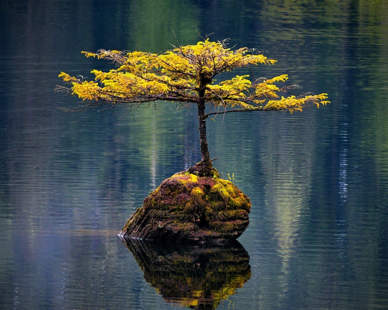 painting, change, no people, nature, bonsai, day, animal, body, water, islet, reflection, tranquil scene, vertebrate, tranquility, lake, one animal, plant