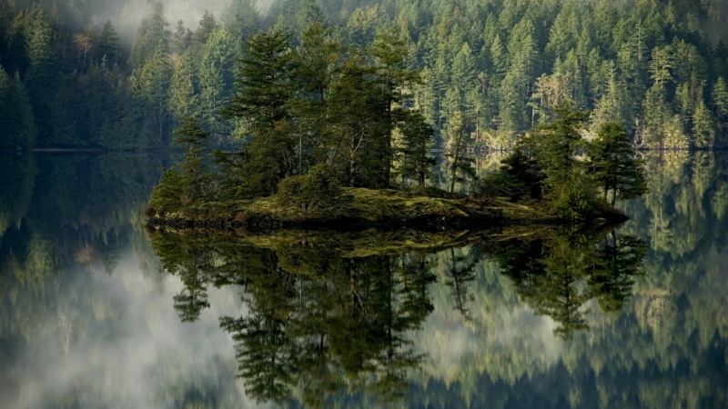 growth, island, evergreen forest, tree, land, outdoors, scenics - nature, nature, no people, alpine lake, islet, coniferous tree, tranquility, bavaria