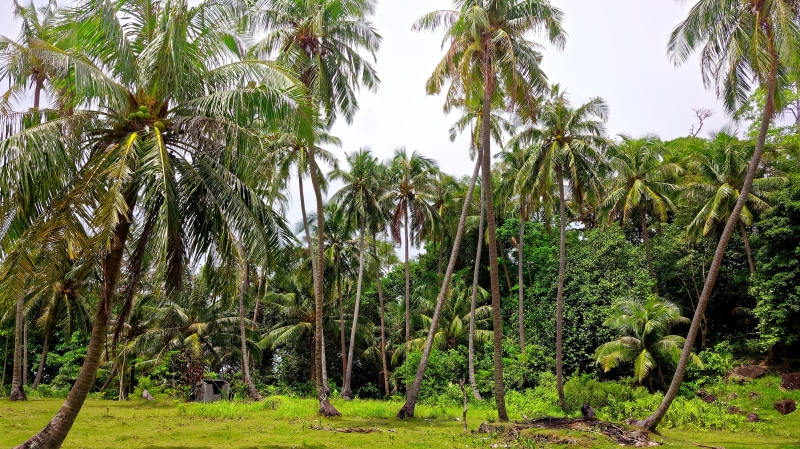 forest, tree, beauty in nature, scenics - nature, paradise, indonesia, no people, green color, nature, plant, landscape, coconut trees, coconuts, 4K, tranquility
