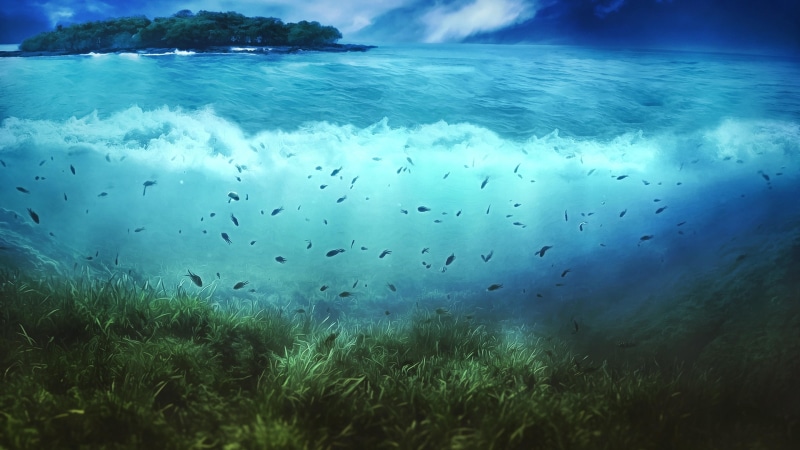 fish, underwater, water, wave, ocean, reef, wind wave, 4K, sea, calm, fishes, sky