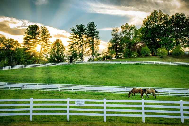 Pigeon Forge, sunrise, cloudy, partially, grassland, tree, Graze, two, Nikon, farm, pasture, meadow, Smokey Mountains, rural Scene, fenced, Landscape, Evening