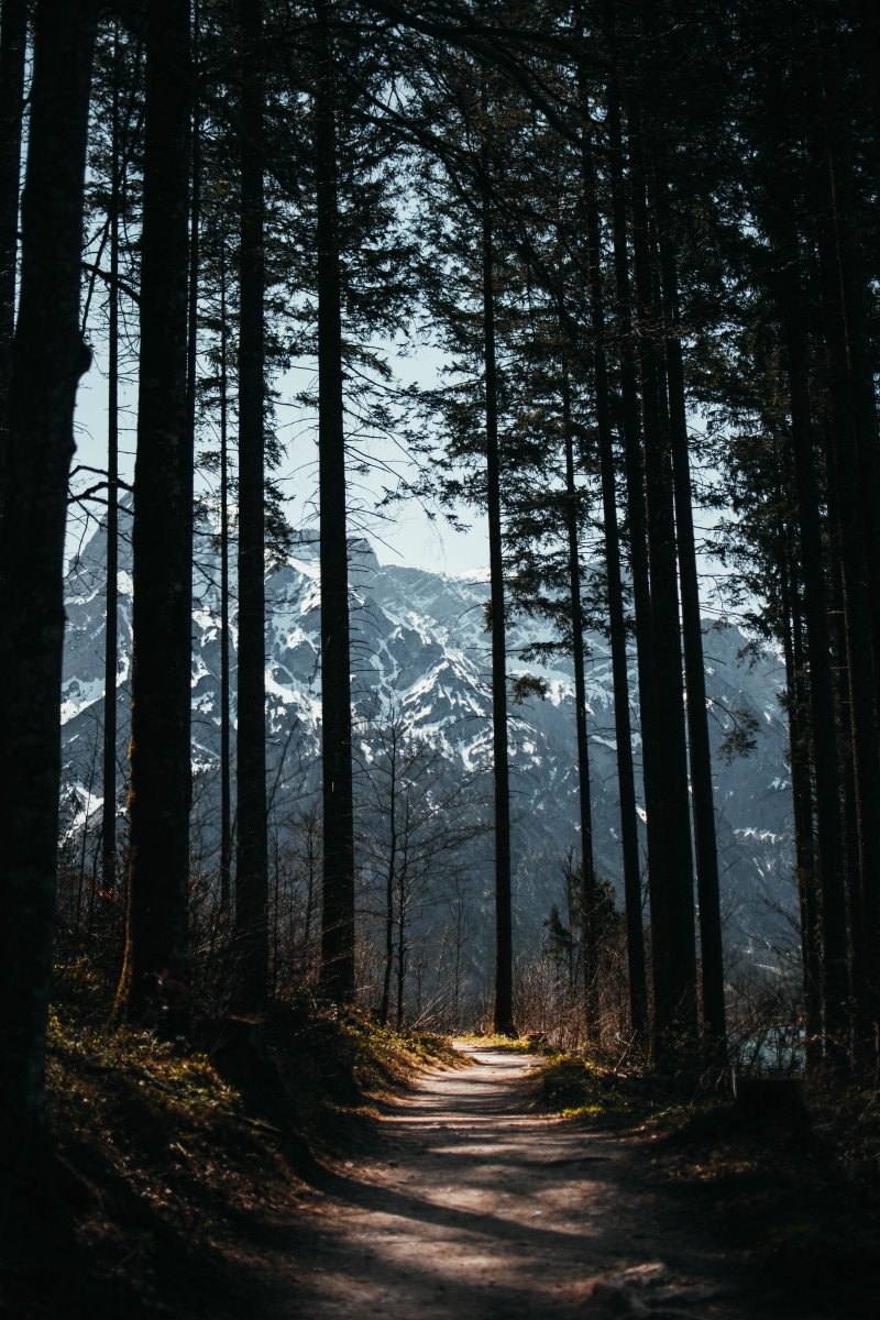 no people, shadow, forest, outdoors, path, trees, trunk, land, tranquility, woodland, beauty in nature, nature, plant, tranquil scene, 5K, environment