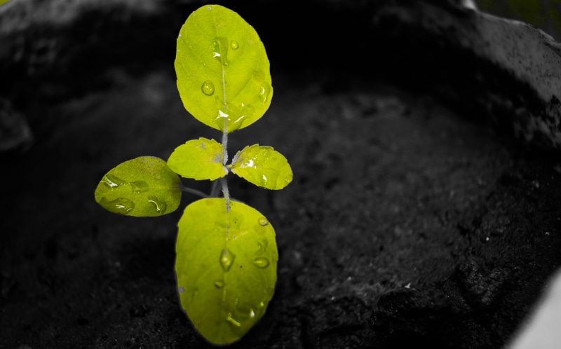 incredible india, no people, water, selective focus, shurbs, shrubs, @ishant_mishra54, food, mishra, lucknow, day, beginnings, green, herbs, growth, tulsi