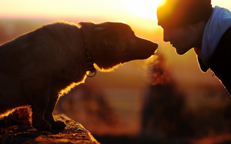 mammal, pets, sunlight, animal, emotion, one animal, brown, men, domestic, sky, back lit, outdoors, standing, dog, canine, adult, domestic animals, sunset