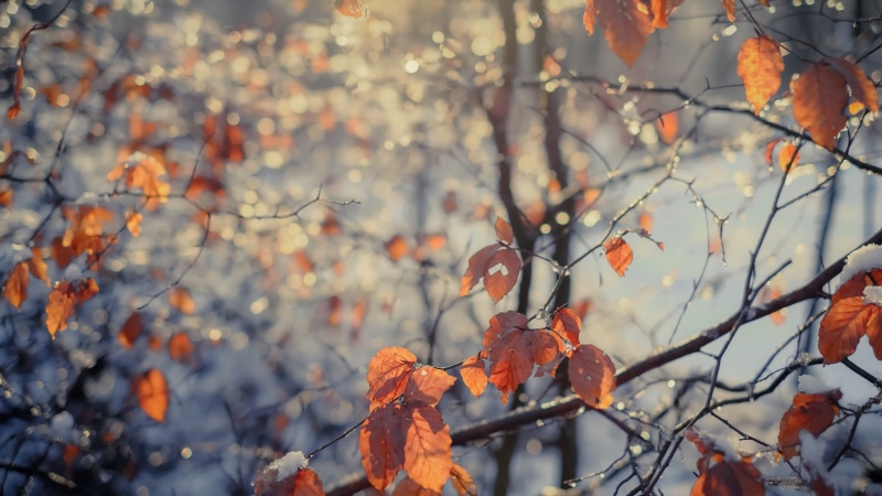growth, plant, day, october, woodland, leaves, season, multi Colored, forest, bright, black, fruit, lens, outdoors, leaf, autumn, color Image, shift, nature