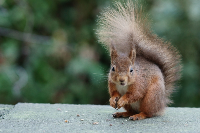 tilt, animal, wildlife, brown, 4K, photography, cute, squirrel, shift, rodent, nature, animals In The Wild, mammal, outdoors, lens