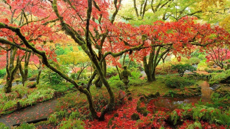 plant, tranquil scene, outdoors, tranquility, non-urban scene, change, idyllic, scenics - nature, autumn, day, Japanese Garden, growth, forest, tree, beauty in nature
