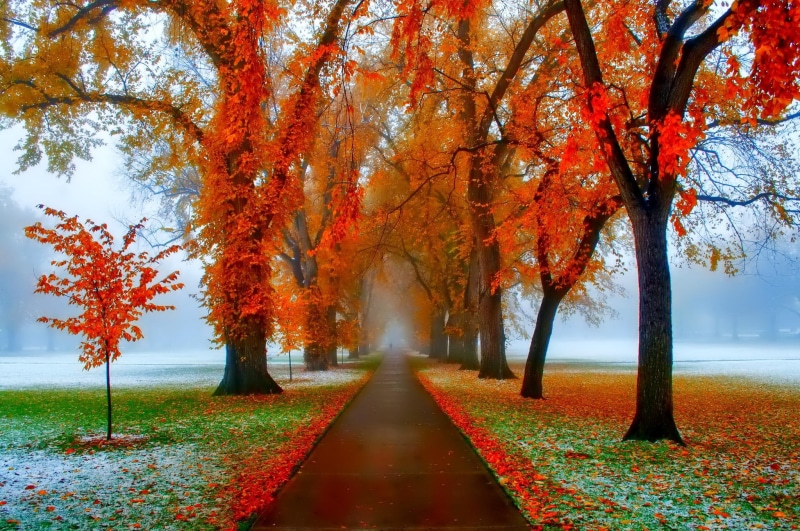 lovely, tree, foliage, november, beautiful, 1080P, colors, mirrored, shine, fall, falling, pretty, golden, poland, glow, leaves