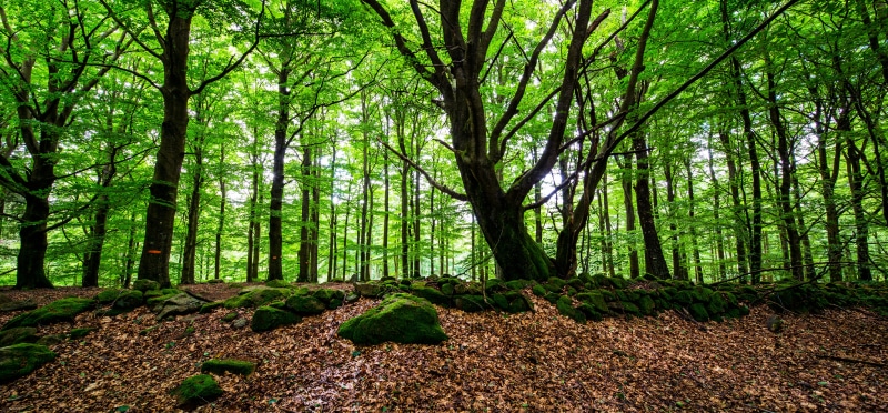 SE, forest, sunlight, woodland, plant, leaf, Skåne, 8K, green, Förslöv, Stone wall, F/4, Beech, Shift, Panorama, Canon EOS 5D Mark III, Scania, green forest