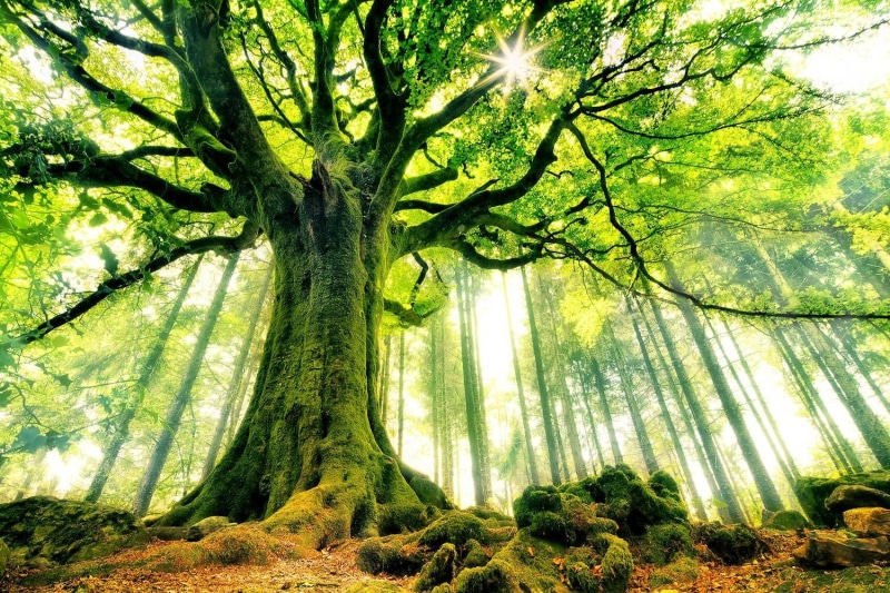 leaves, green, forest, landscape, trees, beech, branch, 720P, nature, Sun, sun rays, moss, roots, ancient, France