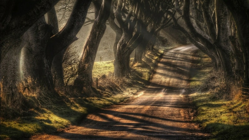 land, darkness, tunnel, tree trunk, grass, northern ireland, woodland, tree, united kingdom, trunk, focus on shadow, tranquility, beech trees, landscape