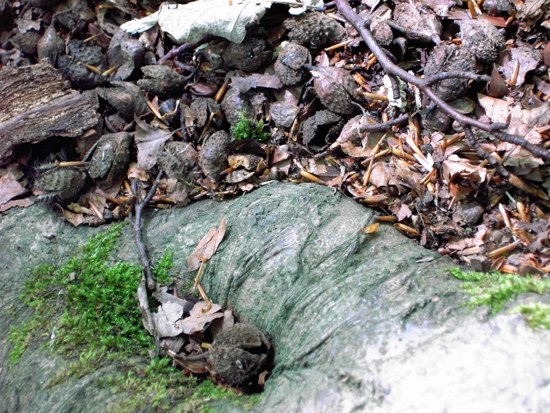 beech tree, twigs, beech mast, foot, 2K, 3d and abstract, moss, tree root, beech, leaf litter, bark, tree, s