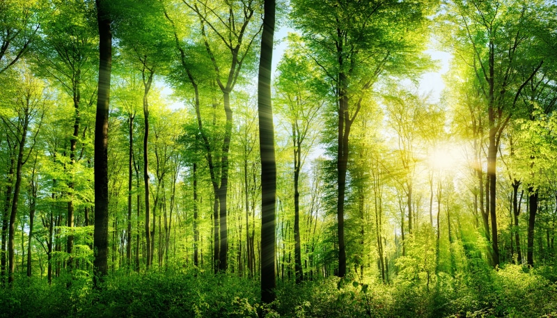 summer, park - Man Made Space, branch, sunlight, woodland, scenics - nature, green Color, yellow, color Image, bamboo - plant, sunset, growth, trunk, morning