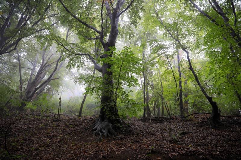 plant, no people, mecsek mountains, growth, nature, trees, outdoors, beauty in nature, fog, tranquil scene, environment, forest, green color, beech, 5K