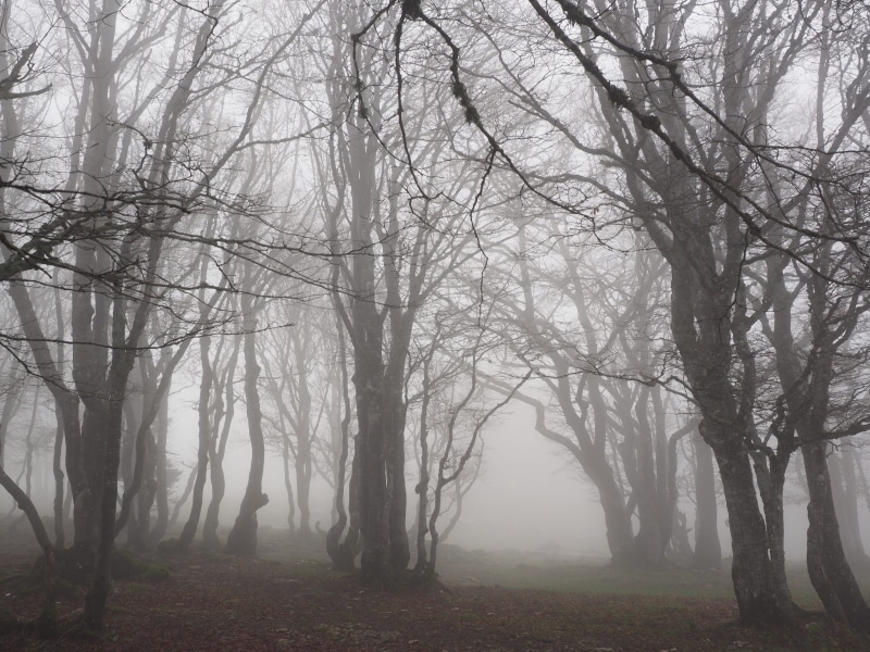 book, beech wood, tranquil scene, swiss jura, foggy, fog, woodland, tree trunks, outdoors, lifeless, beauty in nature, hazy, haunting, tree trunk, nature