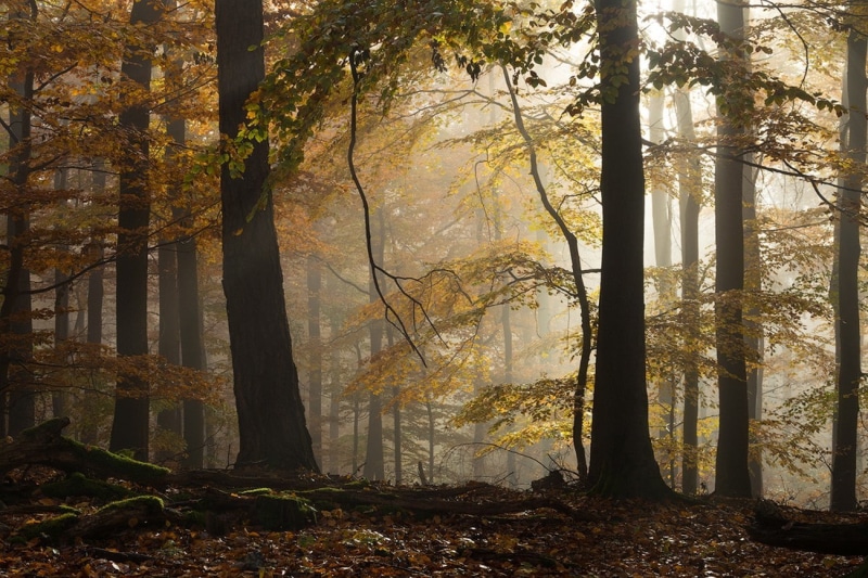 Germany, sunlight, atmosphere, forest, beech, yellow, landscape, trees, nature, fall, morning, 720P, leaves