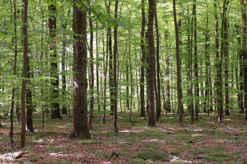 growth, trunk, abundance, outdoors, tranquil scene, landscape, tree, forest, no people, 5K, scenics - nature, green color, plant, tranquility, beauty in nature