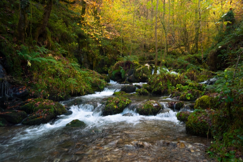 vegetation, Asturies, hiking, scenics, Paradise, trees, tree, Spain, nature, Piloña, agua, Rio, river, Paraíso, Paraiso, beauty In Nature, Parque natural de Redes