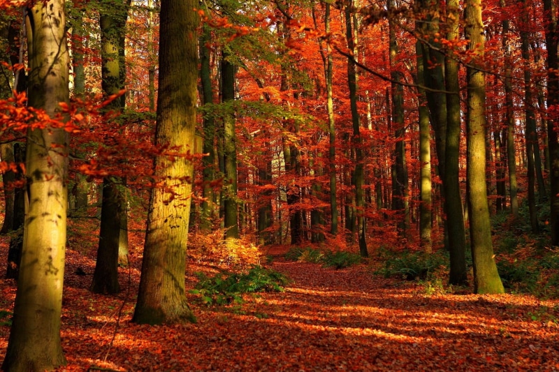 change, bright, tranquil Scene, sunlight, footpath, scenics, outdoors, green Color, landscape, growth, no People, vibrant Color, colors, forest, plant