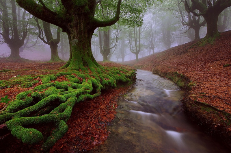 river, trees, basque, moss, Spain, 1080P, Vizcaya, Alava, stream, country, Basque Country, summer, Beech