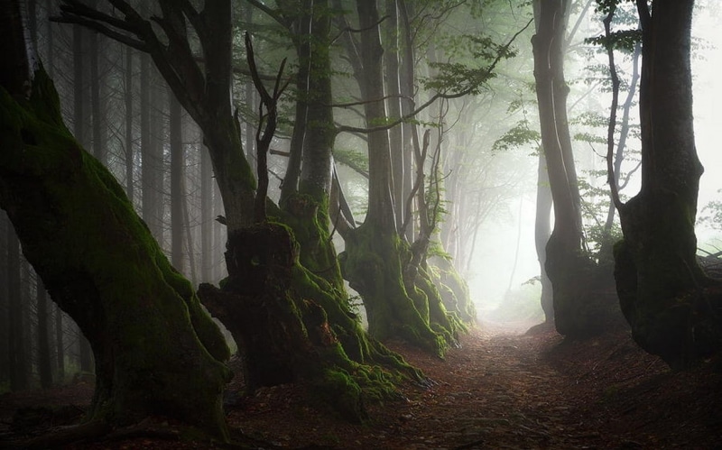 roots, France, beech, landscape, nature, mist, moss, leaves, morning, forest, path, ancient, 480P, trees