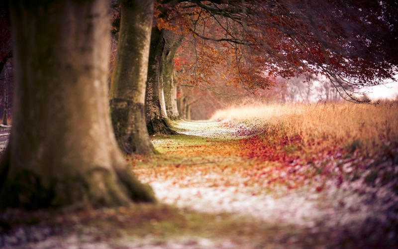 1080P, nature, hd, landscape, beech, trees, autumn
