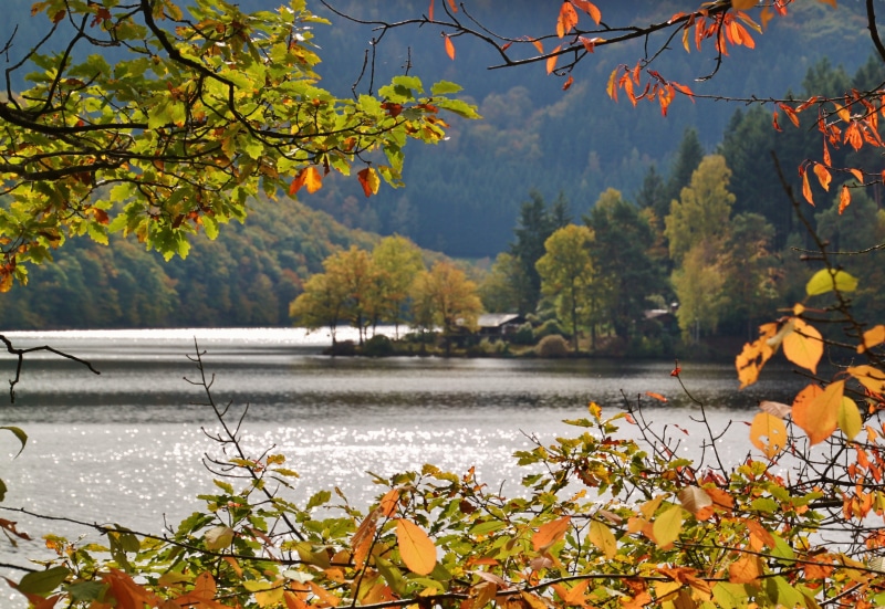 day, non-urban scene, outdoors, plant, autumn, daytime, tree, log, aesthetic, upper lake, beauty in nature, fall foliage, branches, green, river, germany