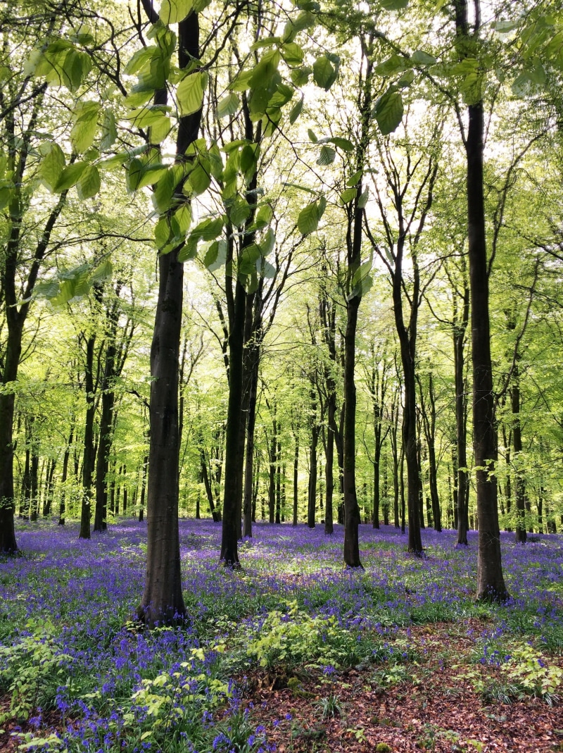outdoors, unnamed road, spring, flowers, flowering plant, beechwood, forest, england, tree trunk, tranquility, environment, dorset, 2K, purple, uk, beauty in nature