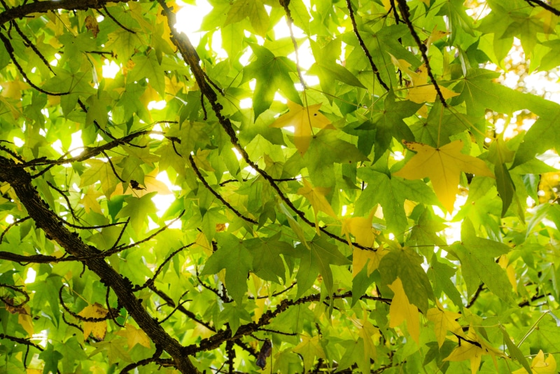 close-up, tree, low angle view, 5K, outdoors, forest, yellow, sunlight, leaves, sun, leaf, light, white, plant, sparkle, shine, glow, green color, freshness