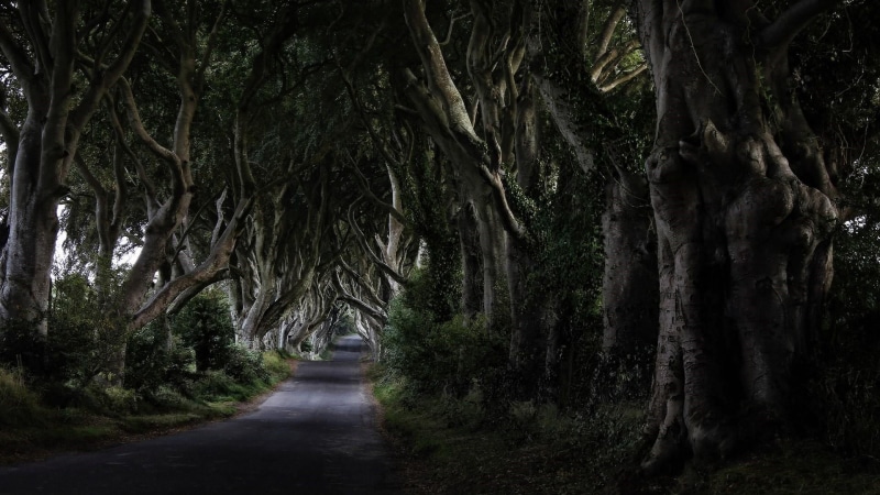 beauty in nature, vegetation, outdoors, tranquil scene, nature, dark hedges, ireland, tranquility, 1080P, gb, grove, tree alley, woodland, forest, the way forward