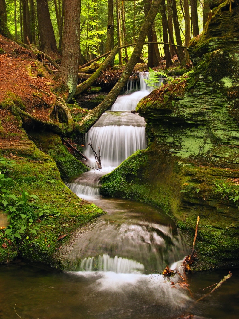 outdoors, lichens, green Color, tropical Rainforest, rocks, nature, rock - Object, plant, waterfall, Pennsylvania, trees, beauty In Nature, tree, leaf