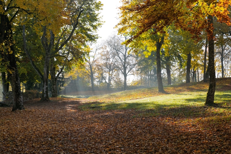 europe, back light, non-urban scene, rest, luck, coloring, autumn forest, walk, sun, germany, fish, tuttlingen, bergsee, silent, day, landscape, romantic
