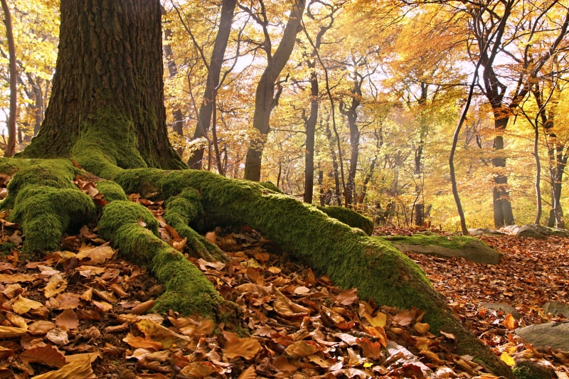 change, autumn, non-urban scene, beech forest, beauty in nature, nature, tree, trunk, leaves, tranquility, color, autumnal, leaf, day, tranquil scene, no people