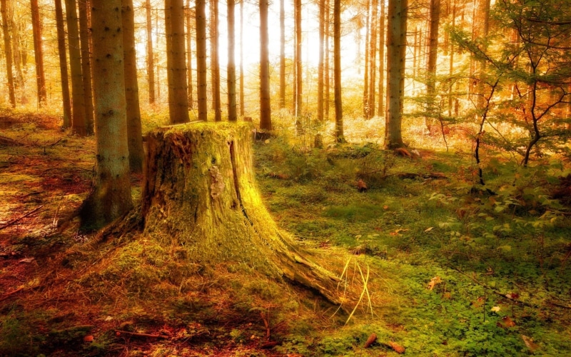 deciduous Tree, leaf, trail, scenics, magic, woodland, tranquil Scene, vegetation, vibrant Color, no People, stub, morning, sun, trunk, wood, light, sunlight