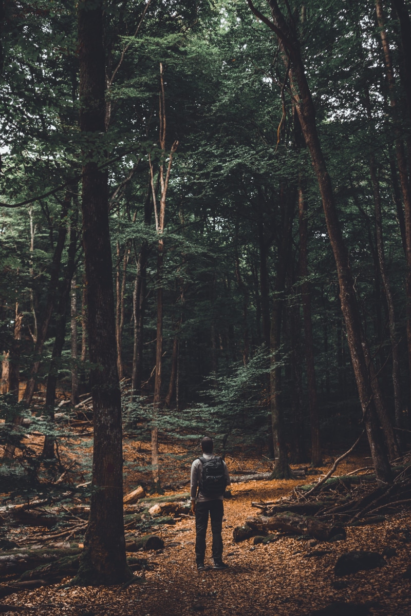 wildlife, explore, trek, hike, footpath, two People, sport, woodland, activity, color, recreational Pursuit, backpack, males, walking, male, tree, colour