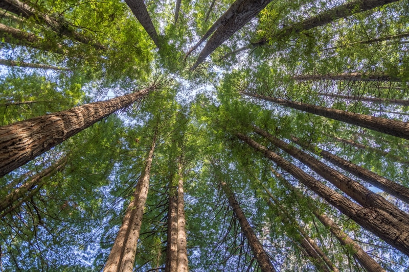tree canopy, beech forest, sequoia sempervirens, tall - high, tranquil scene, tranquility, day, directly below, forest, nature, land, green color, tree