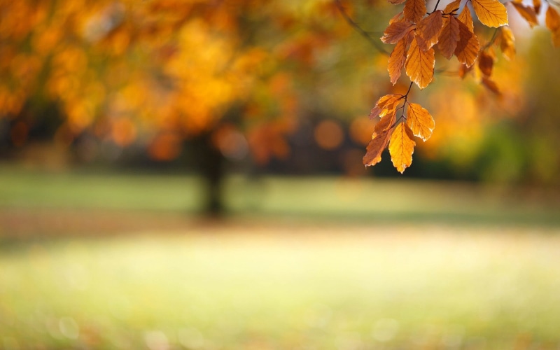 close-up, leaf, maple Tree, autumn collection, defocused, selective Focus, october, brown, tranquility, beech Tree, focus on foreground, season, branch