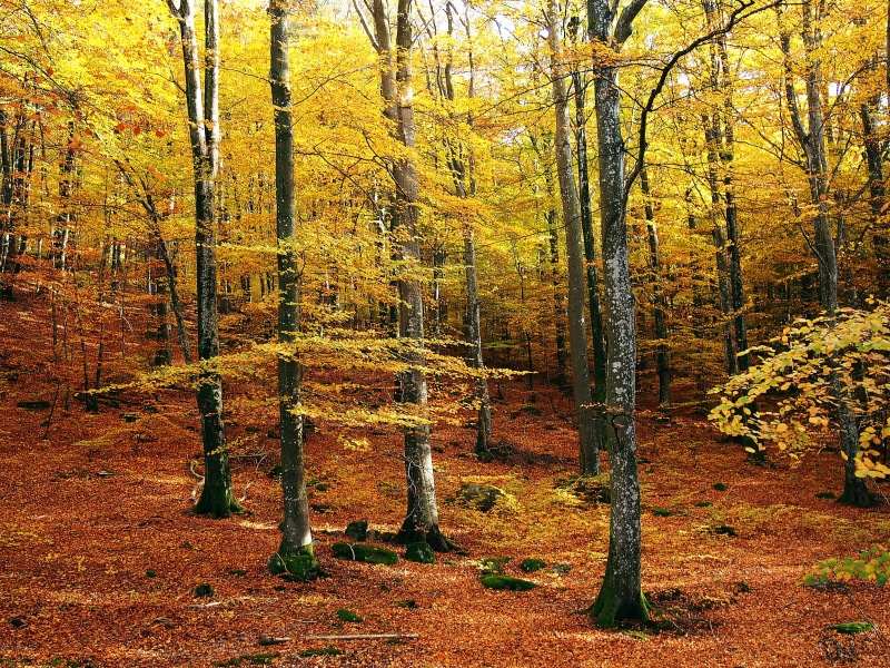 tranquility, pine tree, trail, halland, non-urban scene, tranquil scene, tree trunk, tribes, growth, beauty in nature, fall, autumn colors, day, beech forest