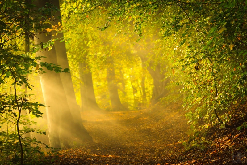 crepuscular rays, sunlight, yellow, season, leaf, environment, bush, trees, tranquil Scene, woodland, magic, beauty In Nature, land, colors, beech Tree