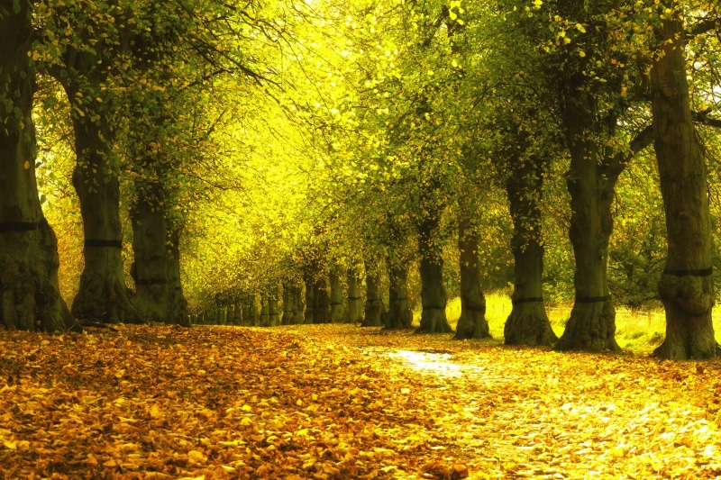color Image, change, park - Man Made Space, day, trunk, forest, leaf, bush, sunny, gold Colored, no People, scenics - nature, rural Scene, trees, sunlight