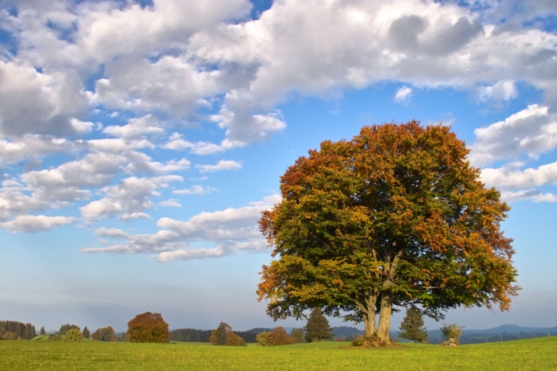 beauty in nature, land, tree, plant, solitaire, outdoors, fagus, 4K, change, non-urban scene, tranquility, landscape, cloud - sky, tranquil scene, no people